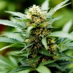 Increase Understanding Of THCA And Its Potential Anti-Inflammatory Properties