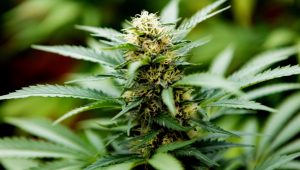 Increase Understanding Of THCA And Its Potential Anti-Inflammatory Properties