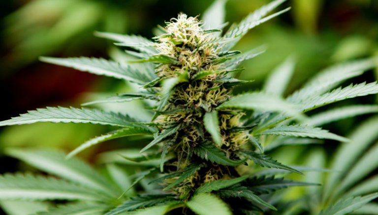 Increase Understanding Of THCA And Its Potential Anti-Inflammatory Properties