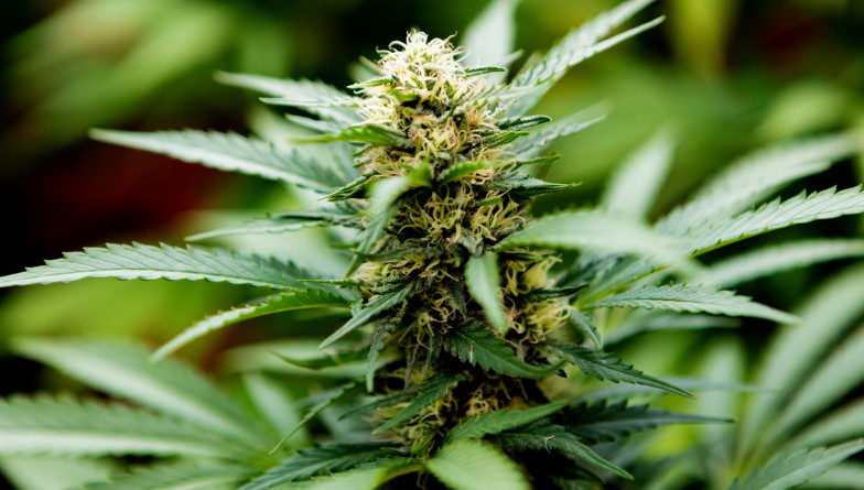 Increase Understanding Of THCA And Its Potential Anti-Inflammatory Properties